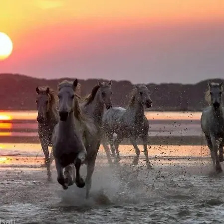 Instant Insolite Dans Un Bateau Aux Portes De La Camargue