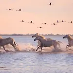 Instant Insolite Dans Un Bateau Aux Portes De La Camargue Le Grau-du-Roi