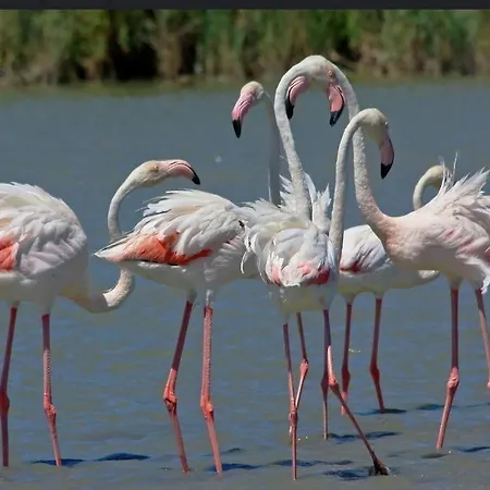 Atypique Sur L'eau Aux Portes De La Camargue