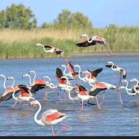 보트호텔 Instant Insolite Dans Un Bateau Aux Portes De La Camargue Attention Sanitaire A L'exterieur Du Bateau A 50 Metre