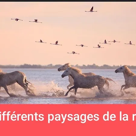 Atypique Sur L'eau Aux Portes De La Camargue *