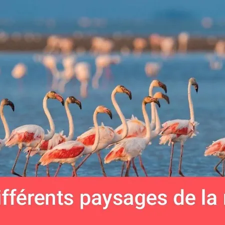 Atypique Sur L'eau Aux Portes De La Camargue بوتيل *