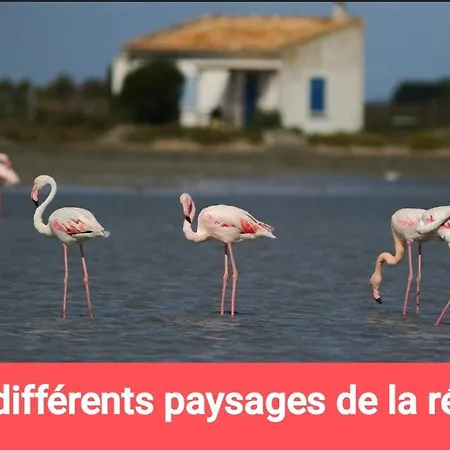 Atypique Sur L'eau Aux Portes De La Camargue *