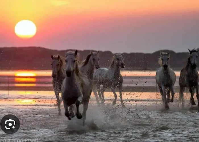 Instant Insolite Aux Portes De La Camargue