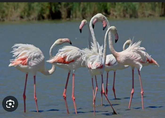 Instant Insolite Aux Portes De La Camargue