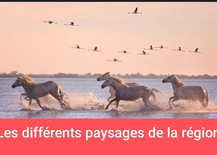 Instant Insolite Aux Portes De La Camargue *