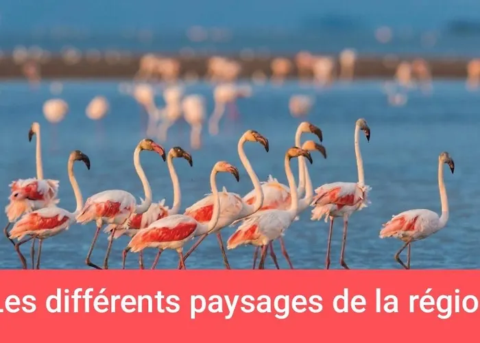 Instant Insolite Aux Portes De La Camargue Ботель *